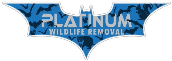 Auburn Wildlife Control
